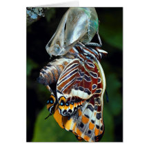 Two-tailed pascha, Charaxes jasius, Provence, Fran Greeting Card