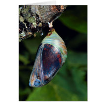 Two-tailed pascha, Charaxes jasius, Provence, Fran Greeting Card
