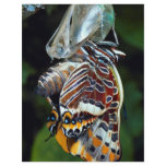 Two-tailed pascha, Charaxes jasius, Provence, Fran Personalized Flyer