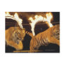 Two tigers leaping through burning rings of fire post card