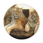 Two Tigers Fridge Magnet
