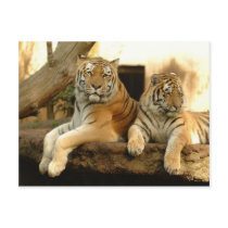 Two Tigers Post Cards