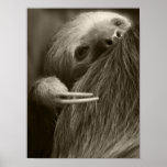 two toed sloth posters