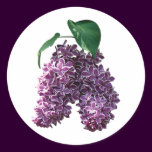 Two Toned Lilacs