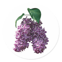 Two Toned Lilacs stickers by SusanSavad Two Toned Lilacs stickers