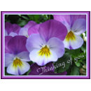 Two tones purple violas zazzle_postcard