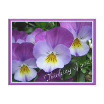 Two tones purple violas postcard