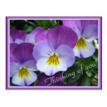 Two tones purple violas postcard