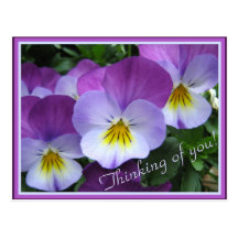 Two tones purple violas postcard