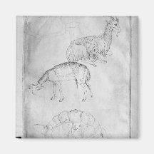 Two tortoises, goat and sheep fridge magnet