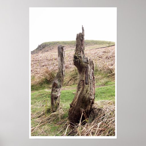 Two tree stumps posters