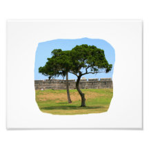 Two trees and castle walls photo