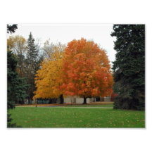 Two Trees with Fall Colors Photograph