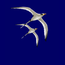 Two Tropic Birds Shirt by Lotacats Two Tropic Birds Shirt
