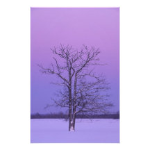 Two Trunked Tree at Sunrise; Chippewa County, Photographic Print