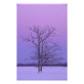 Two Trunked Tree at Sunrise; Chippewa County,