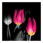 Two Tulips in love Poster posters
