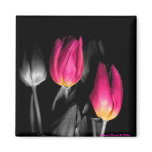 Two Tulips Magnet