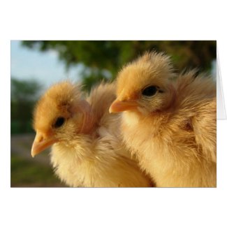 Two Turkin Chicks card