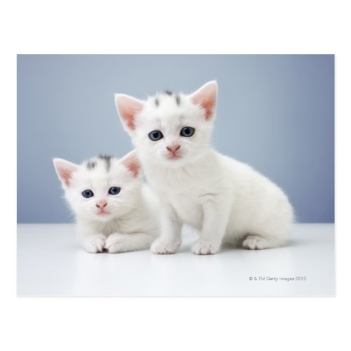 Two Inquisitive Kittens | Cute Photo Postcard