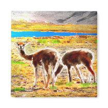 Two Vicunas Andes Mountains Peru Magnets