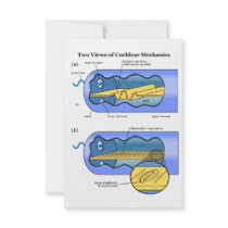 Two Views of Cochlea Mechanics Inner Ear Invite