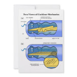 Two Views of Cochlea Mechanics Inner Ear Invitations