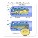 Two Views of Cochlea Mechanics Inner Ear Square Stickers