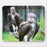 Two Vultures