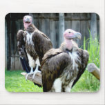 Two Vultures