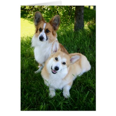 Two Welsh Corgis Cards by pembrokewcorgi