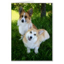 Two Welsh Corgis cards
