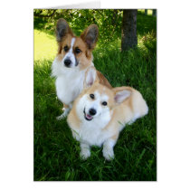 Two Welsh Corgis cards