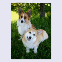 Two Welsh Corgis cards
