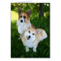 Two Welsh Corgis cards