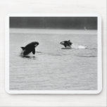TWO WHALES mousepads