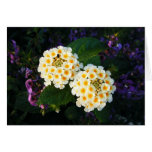 Two White and Gold Flowers, Blank Cards