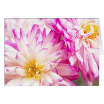 Two White And Pink Decorative Dahlia cards