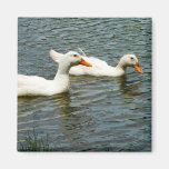 Two White Ducks Magnet