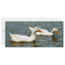 Two White Ducks Full Color Rack Card