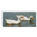 Two White Ducks Full Color Rack Card