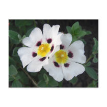 Two White Flowers Notes Card postcards