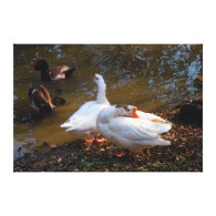 two white geese and two mandarin ducks canvas prints