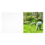 Two White Horses Grazing Custom Photo Card