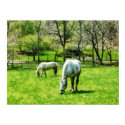 Two White Horses Grazing print