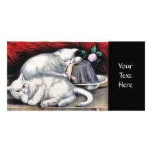 Two White kittens sleeping Photo Cards