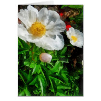 Two White Poppies cards