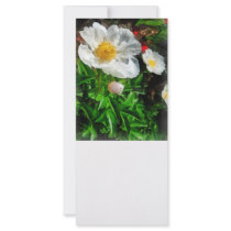 Two White Poppies rack cards