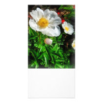 Two White Poppies photo cards
