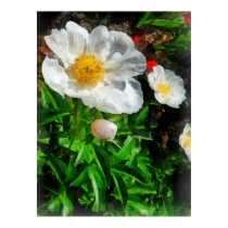 Two White Poppies posters